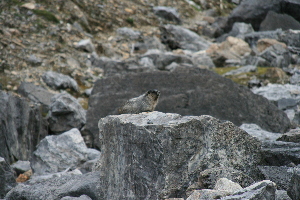 marmot,  easier to see.